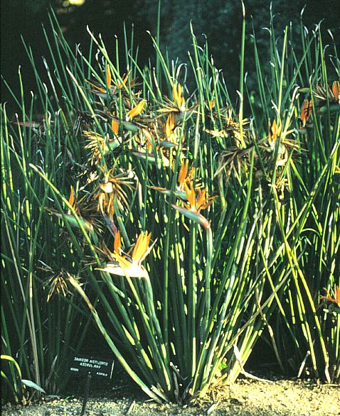 Image of Strelitzia juncea