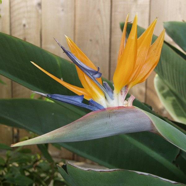 2nd Image of Strelitzia reginae at San Marcos Growers