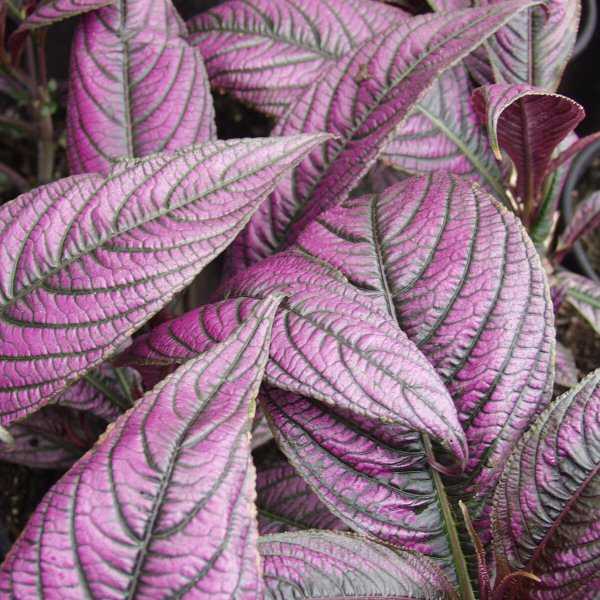 2nd Image of Strobilanthes dyerianus at San Marcos Growers