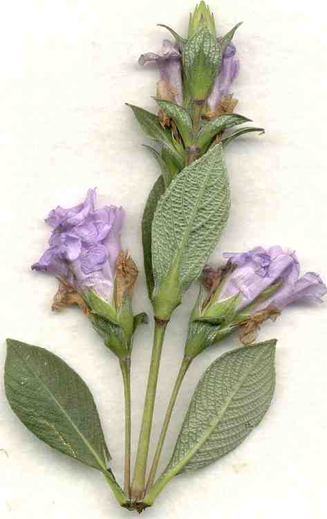 Image of Strobilanthes kunthianus