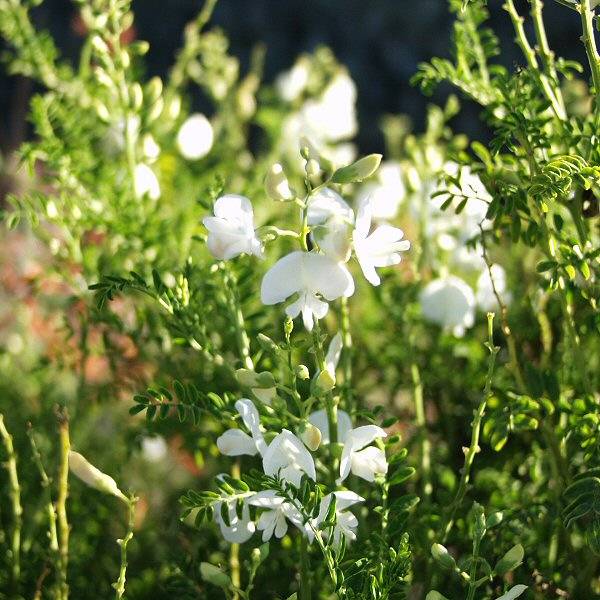 Image of Swainsona galegifolia 'UCSC White'