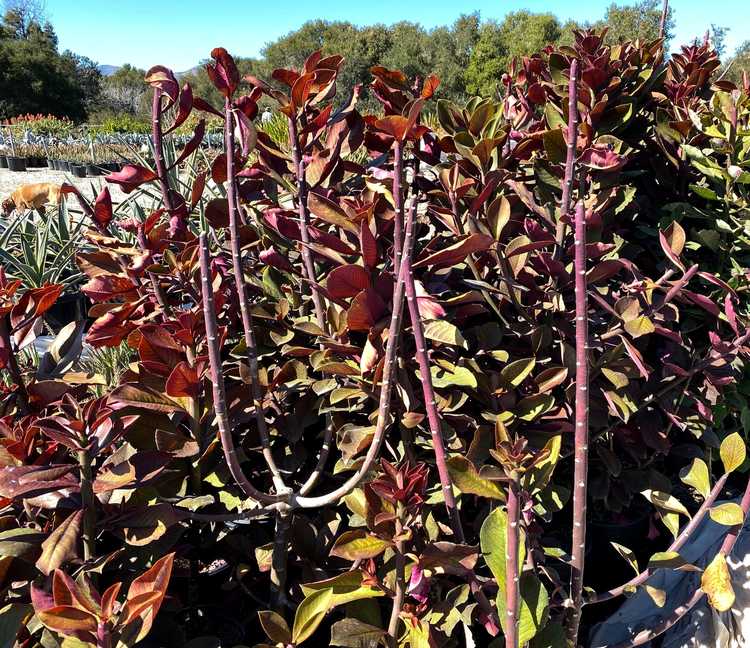 Image of Synadenium compactum var. rubrum