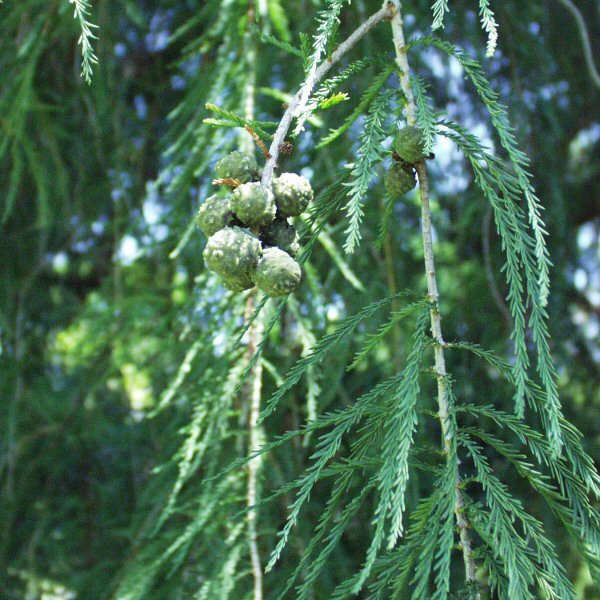 Image of Taxodium mucronatum