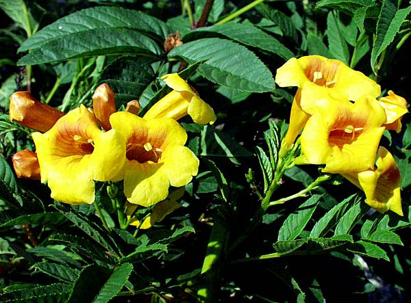 Image of Tecoma x smithii 'Golden Trumpets'