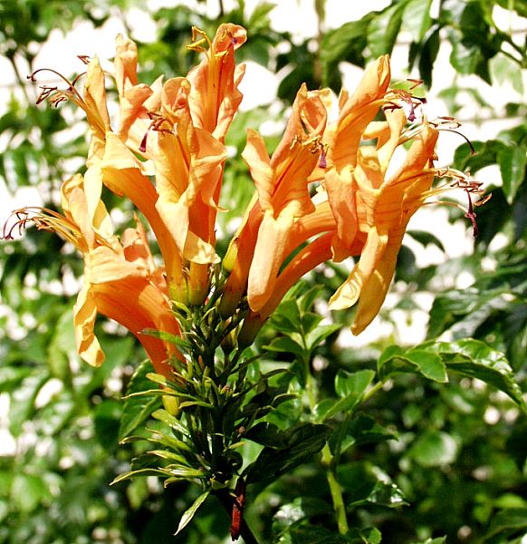 Image of Tecomaria capensis 'Buff Gold'