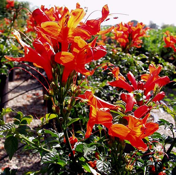 Image of Tecomaria capensis