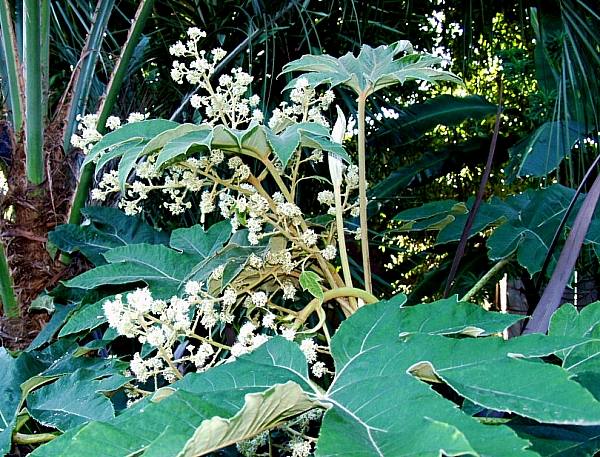 Image of Tetrapanax papyrifer