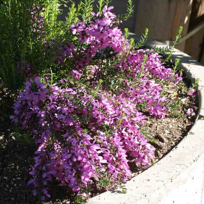 Image of Tetratheca ericifolia 'Heathland Gem'