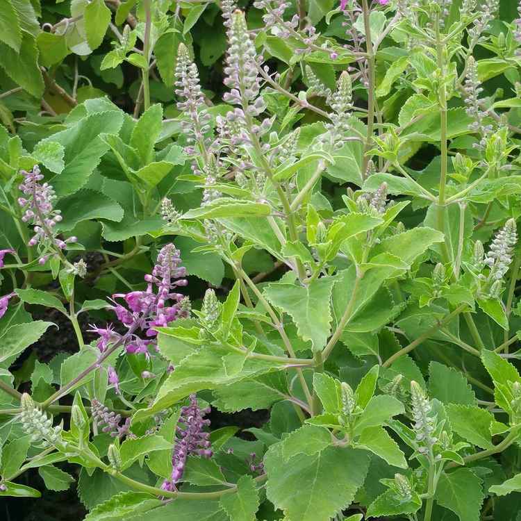 Image of Teucrium betonicum