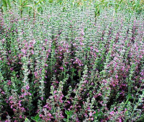 Image of Teucrium chamaedrys