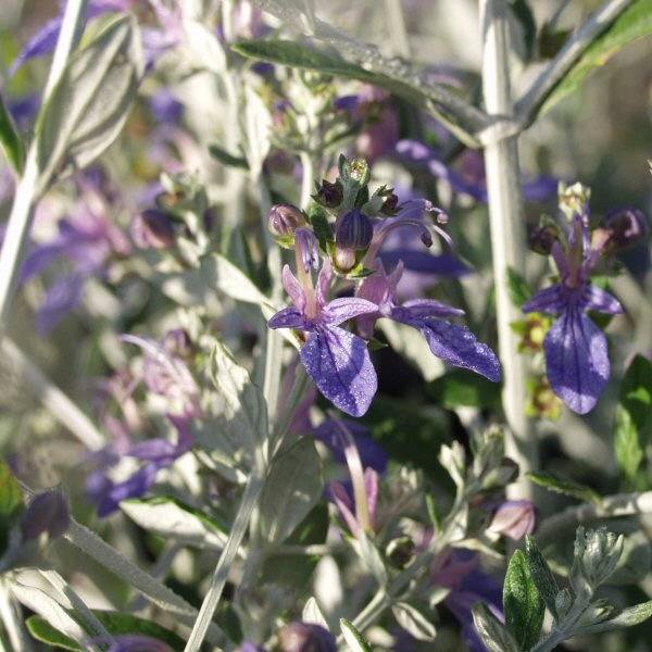 Image of Teucrium fruticans 'Azureum'