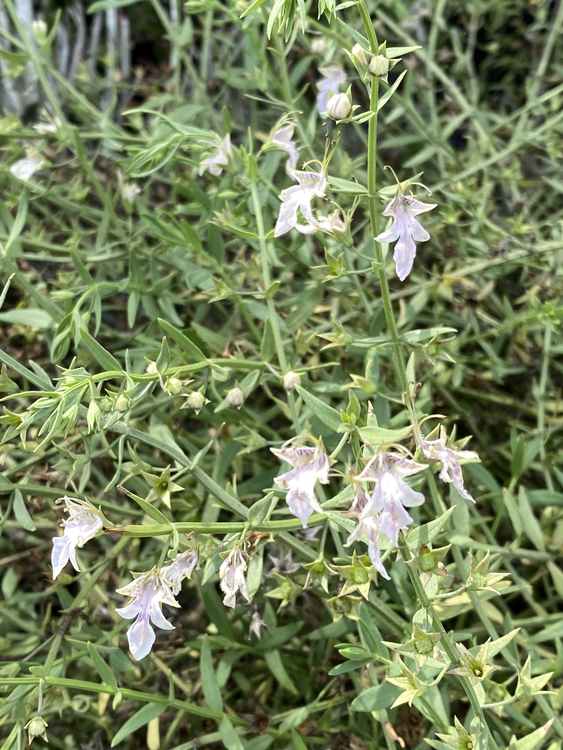 Image of Teucrium glandulosum 'Cedros'