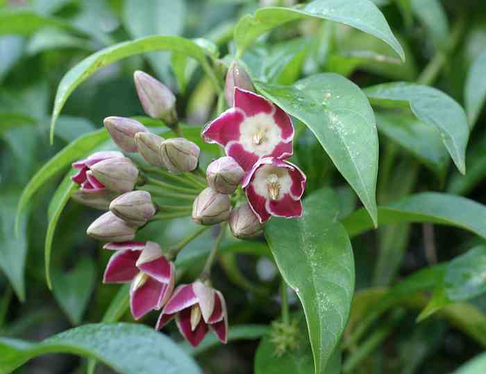 Image of Thenardia floribunda