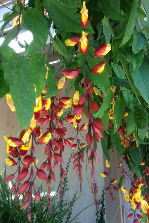 Image of Thunbergia mysorensis