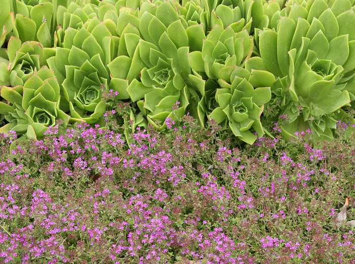 Image of Thymus 'Victor Reiter'