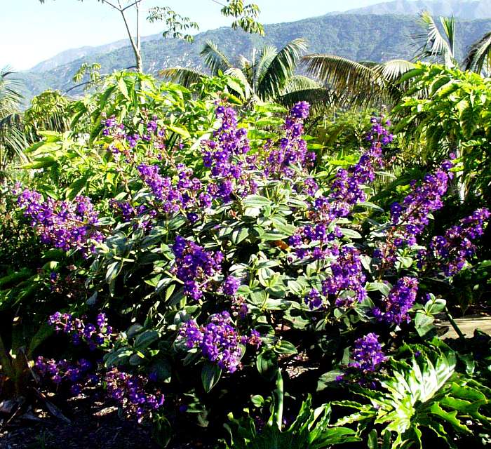 Image of Tibouchina heteromalla