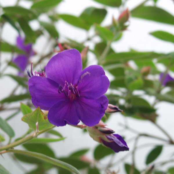 Image of Tibouchina urvilleana