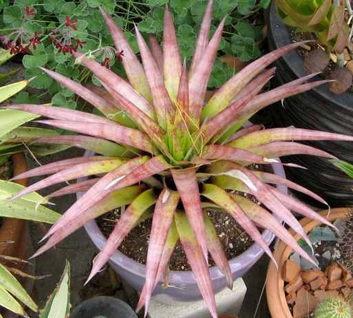 2nd Image of Tillandsia secunda at San Marcos Growers