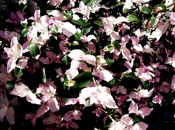 Image of Tradescantia x andersoniana 'Blushing Bride'