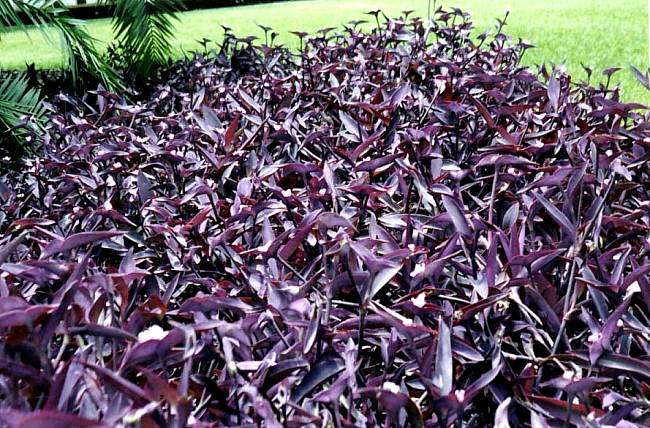 Image of Tradescantia pallida 'Purple Heart'