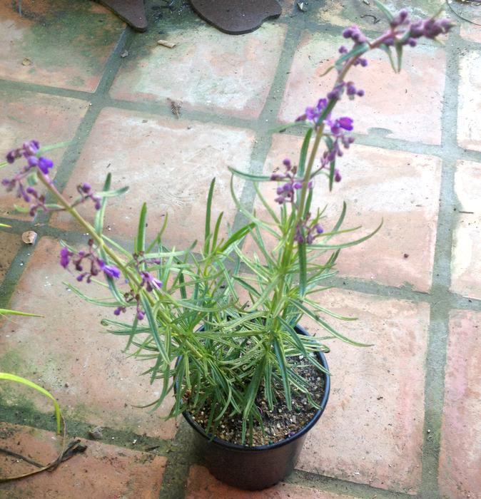 Image of Trichostema parishii