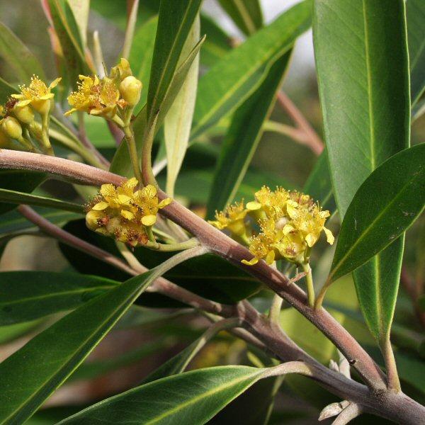 2nd Image Of Tristaniopsis Laurina At San Marcos Growers