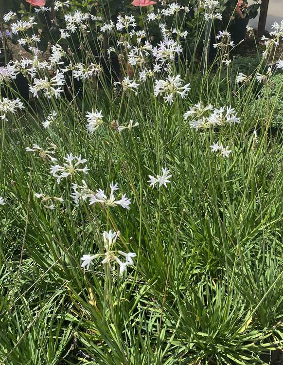 Image of Tulbaghia violacea 'Blanca'