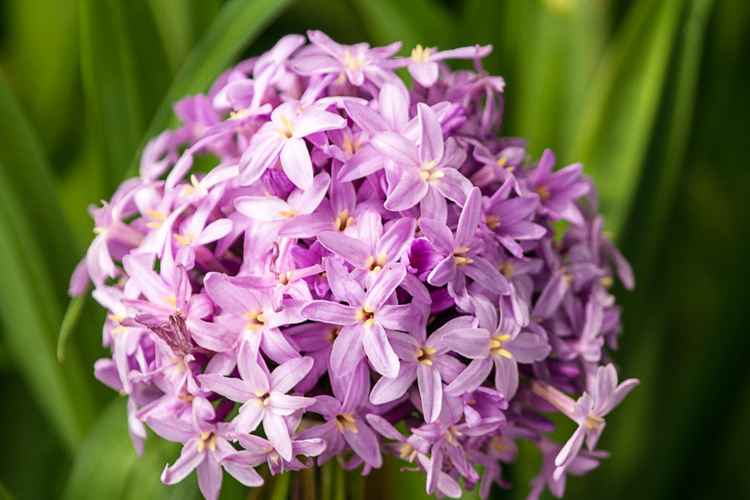 Image of Tulbaghia 'Himba' PP27,385