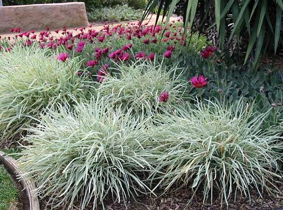 Image of Tulbaghia violacea 'Silver Lace'