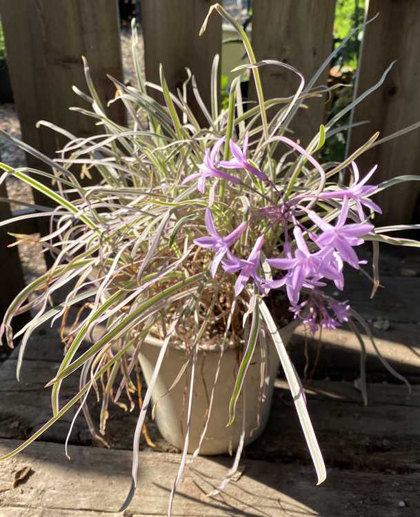 Image of Tulbaghia violacea Purpleicious  ['Hinetul1'] PP25,293