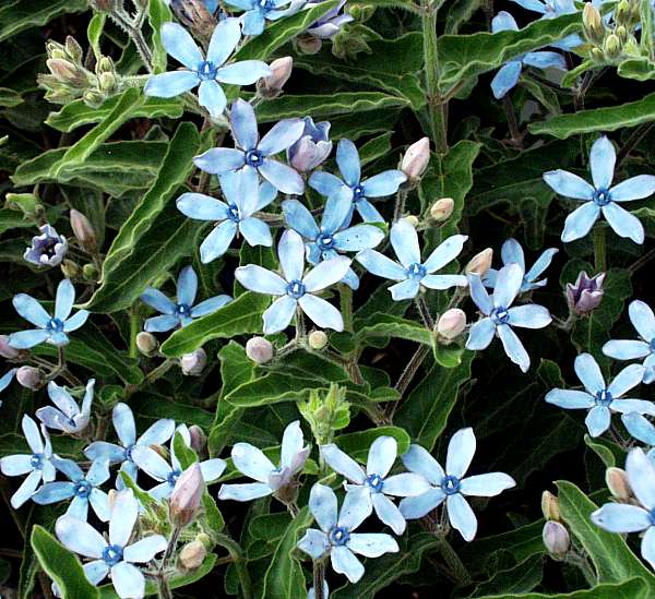 Image of Oxypetalum coeruleum