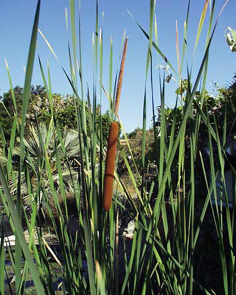 Image of Typha angustifolia