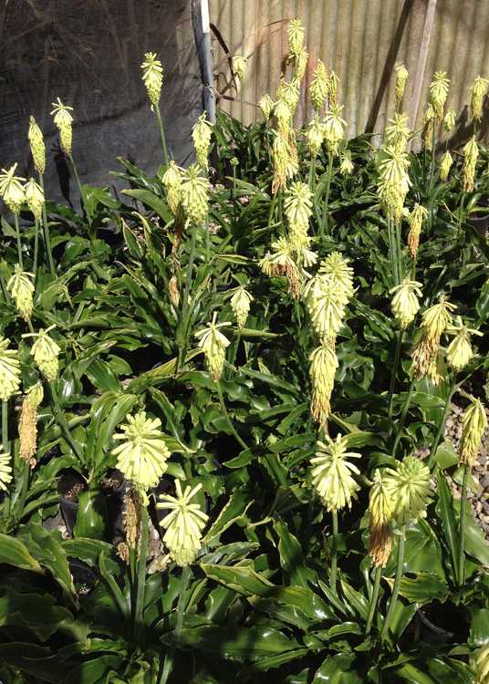 Image of Veltheimia bracteata 'Yellow Comet'