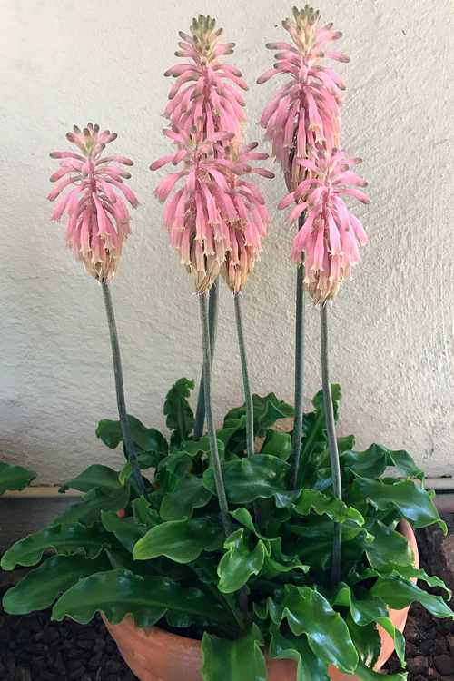 2nd Image of Veltheimia bracteata at San Marcos Growers