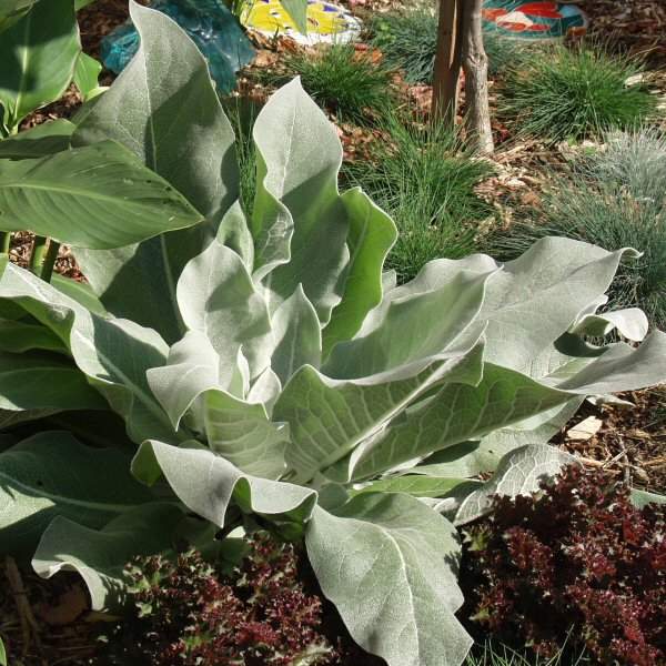 Image of Verbascum bombyciferum 'Arctic Summer'