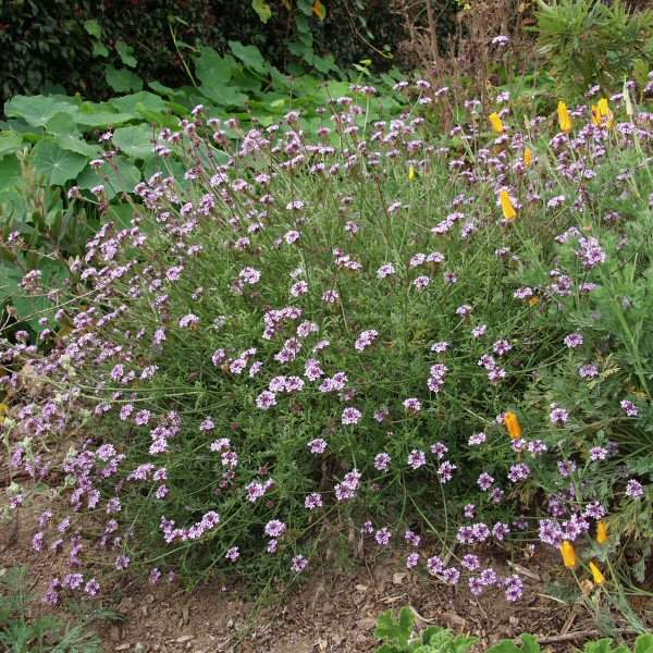 Image of Verbena lilacina 'De La Mina'