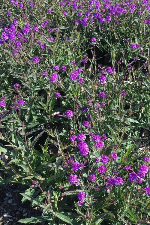 Image of Verbena rigida