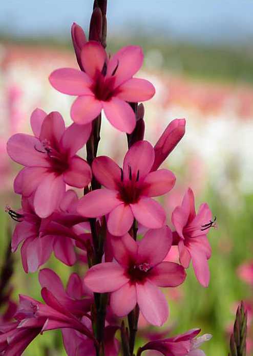 Image of Watsonia borbonica 'Raspberry Delight'