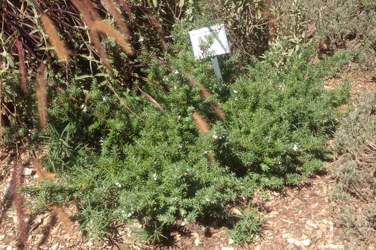 Image of Westringia fruticosa Low Horizon ['WES06'] PP27,898