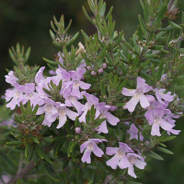 Image of Westringia 'Wynyabbie Gem'