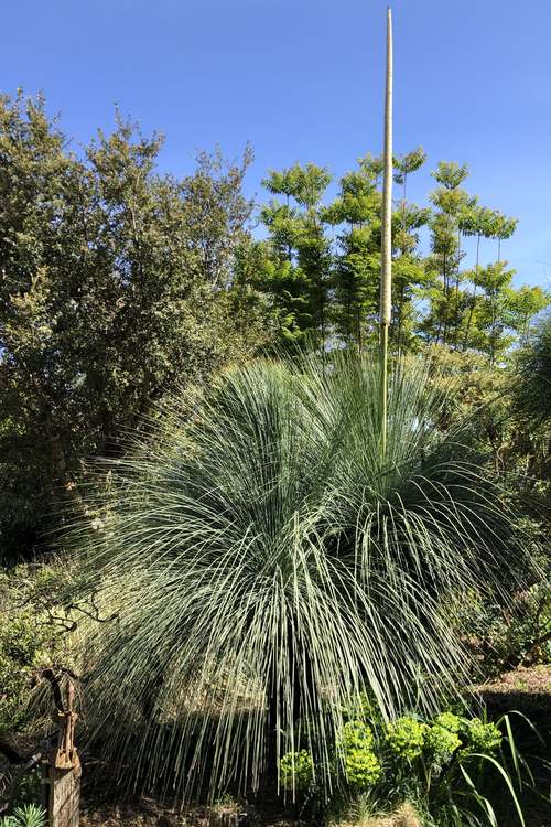 Image of Xanthorrhoea glauca