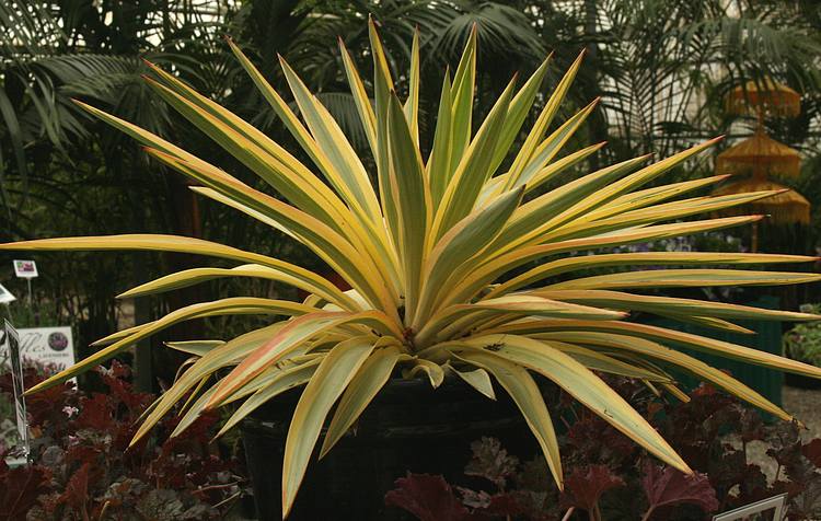 Image of Yucca Bright Star ['Walbristar'] PP17,653