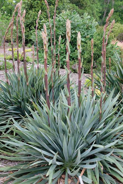 Image of Yucca 'Silver Anniversary' PP31,437