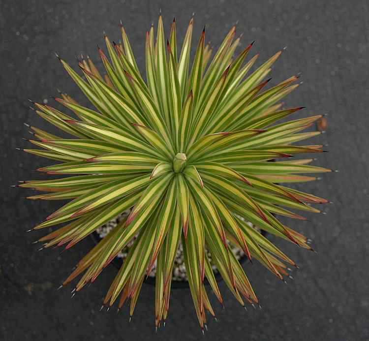 Image of Yucca aloifolia 'Marginata'