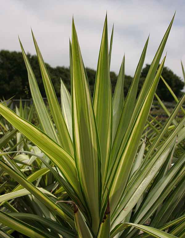 Image of Yucca elephantipes 'Variegata'