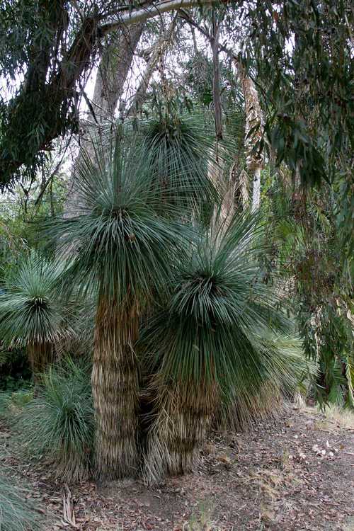 Image of Yucca linearifolia