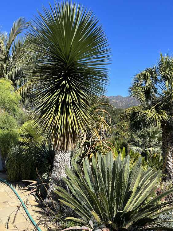 Image of Yucca x queretaroensis 'RTT'