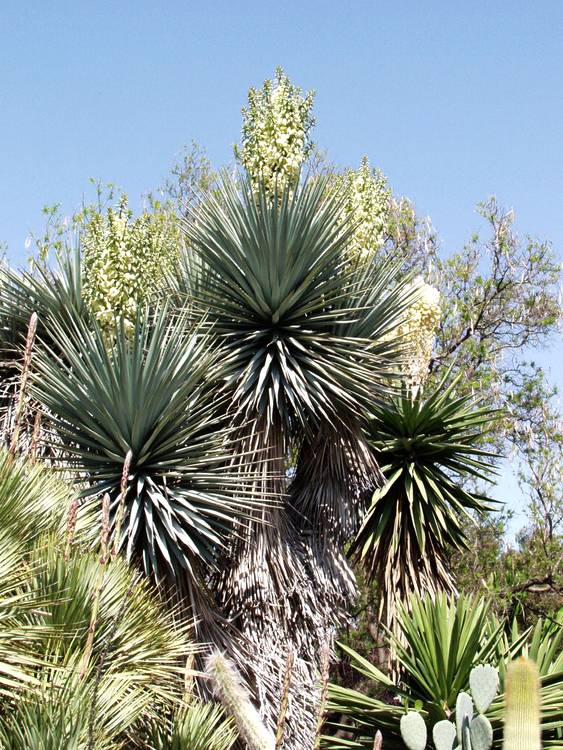 2nd Image of Yucca rigida at San Marcos Growers