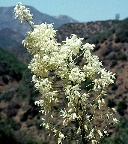 Image of Hesperoyucca whipplei [Yucca]