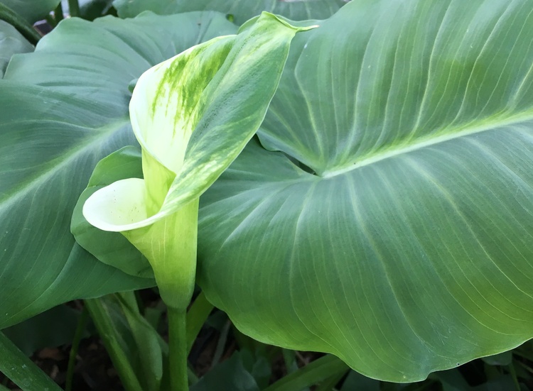 Image of Zantedeschia aethiopica 'Green Goddess'